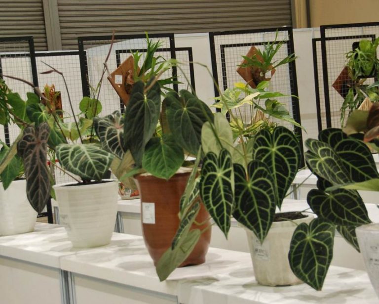 Pameran FLOII Convex 2022: Lelang 7 Tanaman Langka Mulai Rp 135 Juta, Ini Jenisnya!