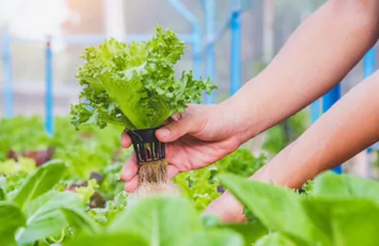 Tips Anti Gagal Menanam Ala Hidroponik