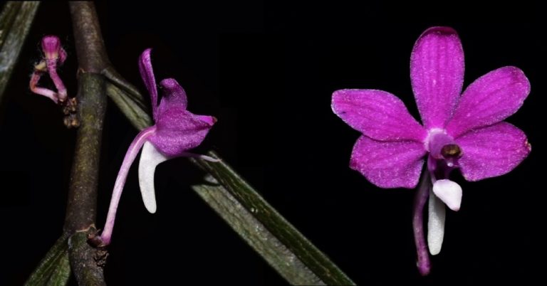 Spesies Anggrek Baru “Trichoglottis Najibii “ Ditemukan di Kalimantan Timur