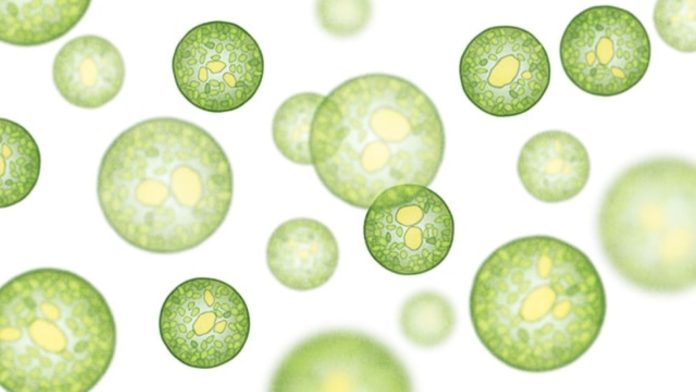 Mikroalga untuk MP TREE-1 Menampilkan bentuk dan struktur mikroalga yang dilihat melalui mikroskop.