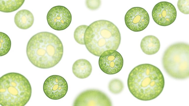 Menampilkan bentuk dan struktur mikroalga yang dilihat melalui mikroskop.