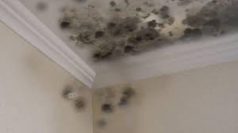 jamur di plafon rumah