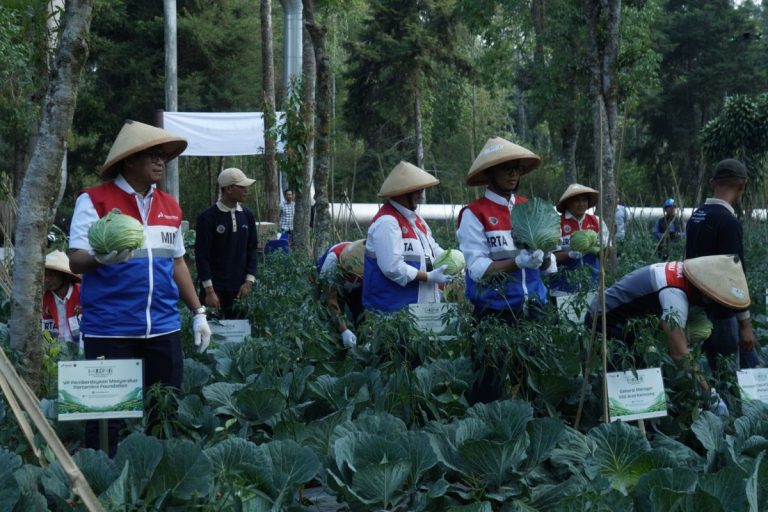 Pemanfaatan panas bumi untuk pengeringan pupuk meningkatkan panen para petani di Kamojang